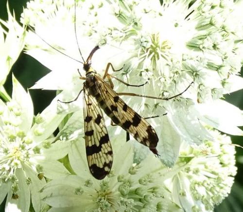Panorpa vulgaris